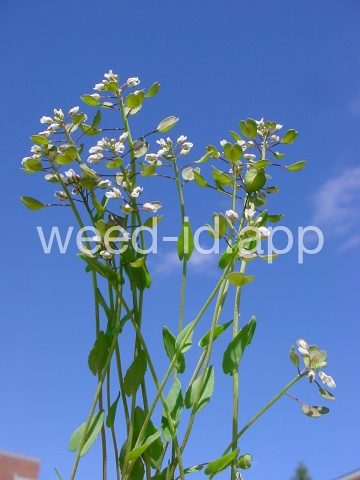 pennycress, thoroughwort